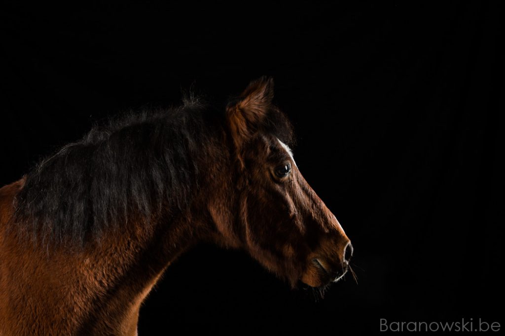 studio pony portret fotografie