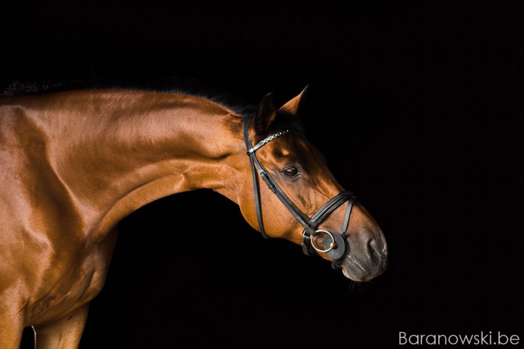 Paarden portret gestrekte hals op zwarte achtergrond. Exclusieve paardenportretten Stephan Baranowski Fotografie