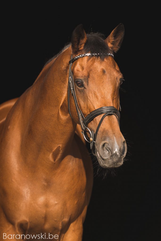 Paarden portret op zwarte achtergrond, met hoofdstel. Photoshoot Ugetto, september 2017. Exclusieve paardenportretten Stephan Baranowski Fotografie