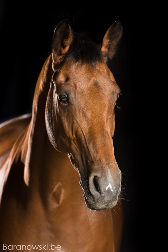 Paarden portret op zwarte achtergrond, met hoofdstel. Photoshoot Ugetto, september 2017. Exclusieve paardenportretten Stephan Baranowski Fotografie