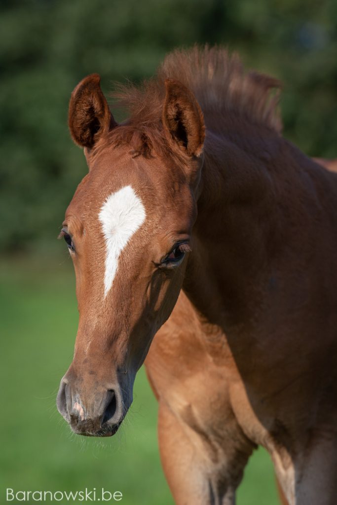Paardenfotograaf veulen fotoshoot Strathmill 1 september 2018. Close up hoofd
