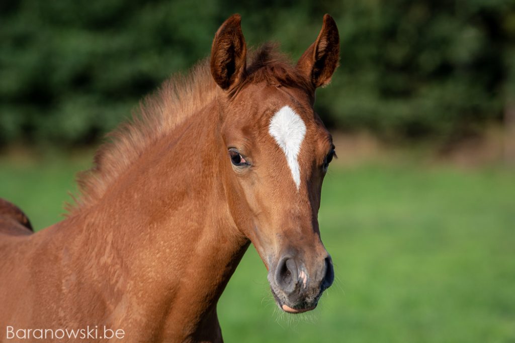 Paardenfotograaf veulen fotoshoot Strathmill 1 september 2018. Close-up bles