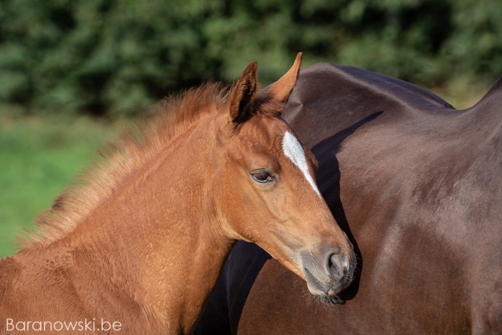 Paardenfotograaf fotoshoot veulen Strathmill 1 september 2018. Dicht tegen mama