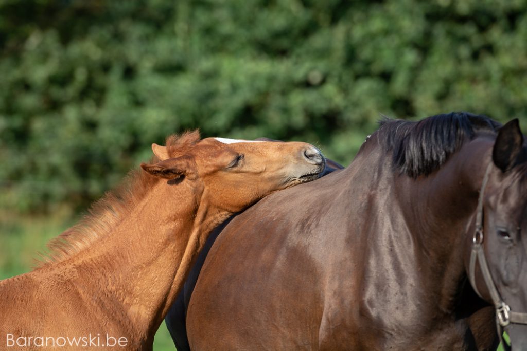 Paardenfotograaf fotoshoot veulen Strathmill 1 september 2018. I am so tired, mum