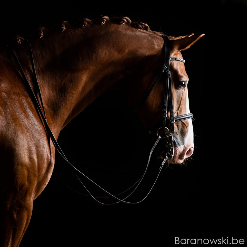 Lars van de Hoenderheide Nationaal LRV kampioen 2019 portret Stephan Baranowski paardenfotografie Antwerpen