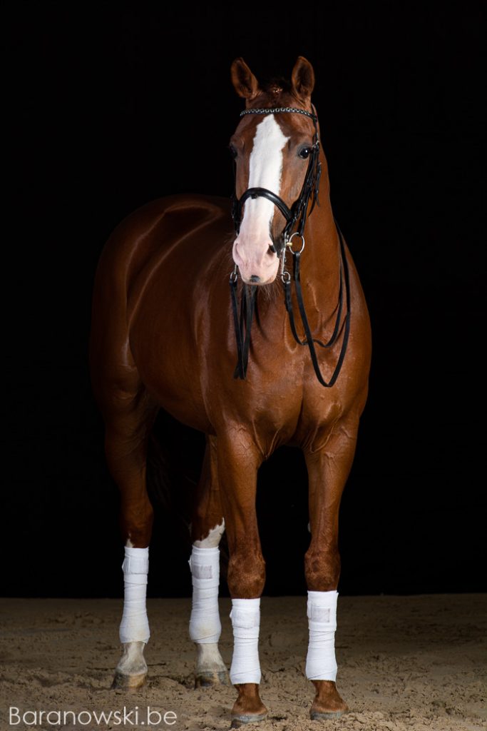 Lars van de Hoenderheide Nationaal LRV kampioen 2019 portret Stephan Baranowski paardenfotografie Antwerpen volledige torso