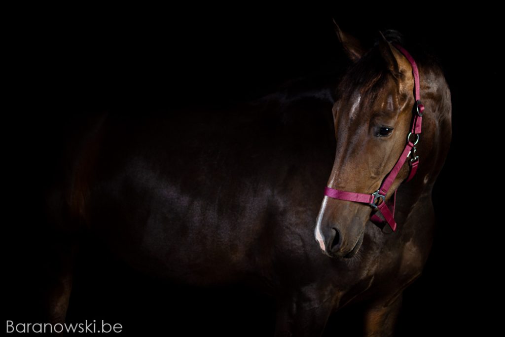 Paarden portret fotoshoot: Ramona de la Drie