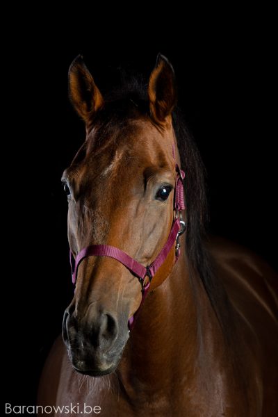 Paarden portret fotoshoot: Azura de la Drie (v Pik Solo)⠀