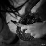 Foto reportage ponyrĳden van poetsen tot afzadelen: hoeven uitkrabben