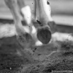 Foto reportage ponyrĳden van poetsen tot afzadelen: opspringend zand