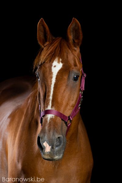Paarden portret: Nard
