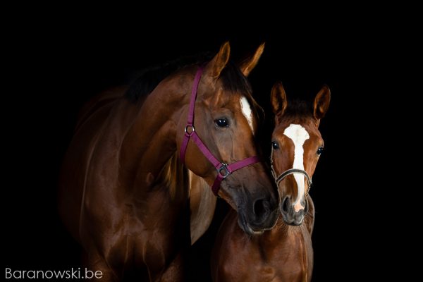 Paardenfotografie portret fotoshoot - merrie en veulen - Kyra and Tindra de la Drie