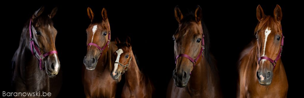 Paardenfotografie portret fotoshoot - samengestelde foto voor print